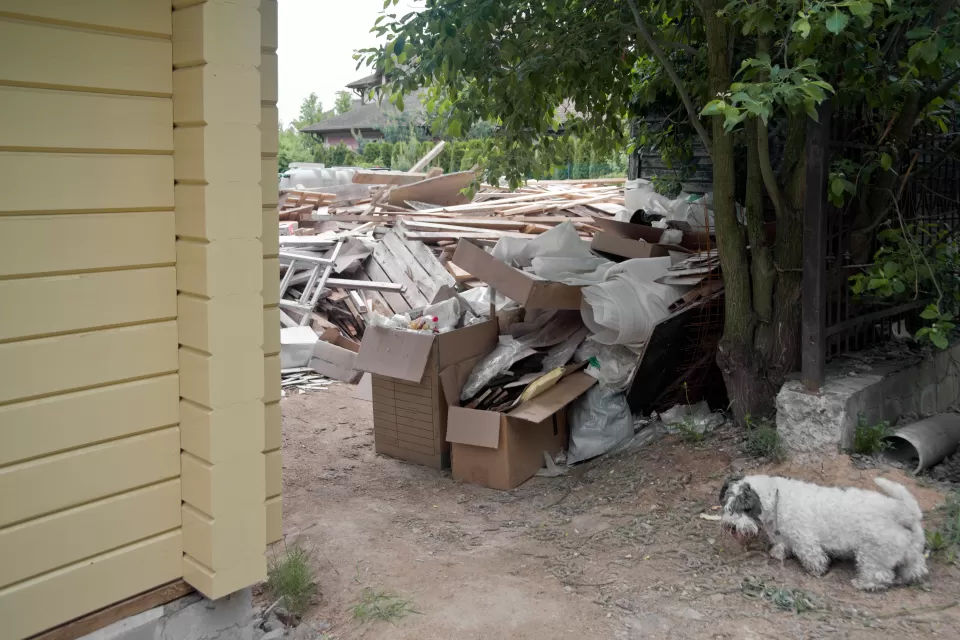 Little white dog passing through opening to backyard between the corner of a house and a line of privacy shrubs. The backyard is full of timber and other construction debris.